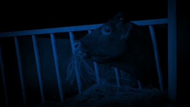 Vaca Galpão Comendo Palha Noite — Vídeo de Stock