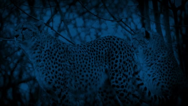 Cheetahs Stand Alert One Walks Night — Stock Video