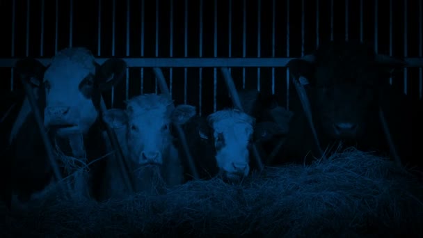 Krávy Krmení Kůlně Farmy Tmě — Stock video