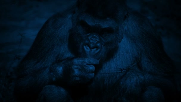 Női Gorilla Étkezési Növények Éjjel — Stock videók