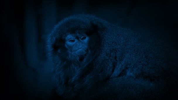 Macaquinho Peludo Selva Noite — Vídeo de Stock