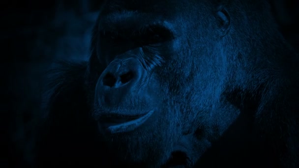 Gorila Jíst Dívá Nahoru Kameru Noci — Stock video