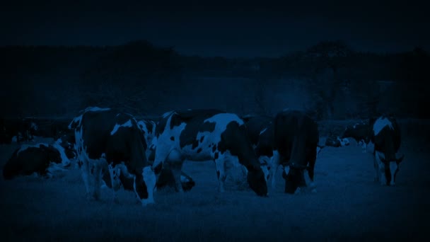 Vaches Broutant Dans Champ Nuit — Video