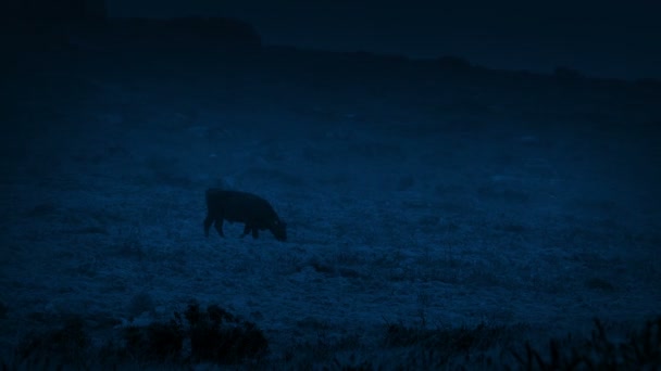 母牛在黑暗中走过暴风雨的风景 — 图库视频影像