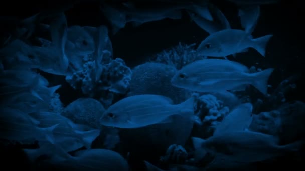 Tropikal Balık Geceleri Çevresinde Yüzme Okulu — Stok video