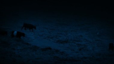 Şiddetli yağmur Hillside geceleri geçiş inekler