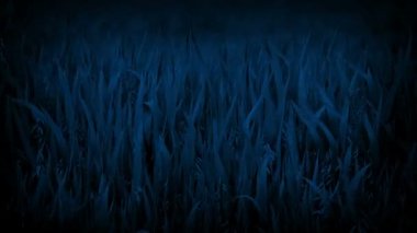 Gece Rüzgar mısır bitkileri