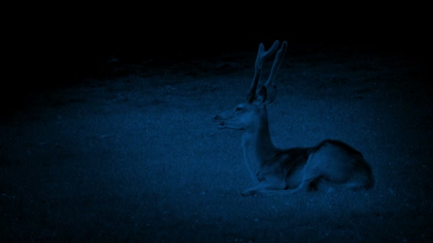 Herten Rusten Het Gras Nacht — Stockvideo