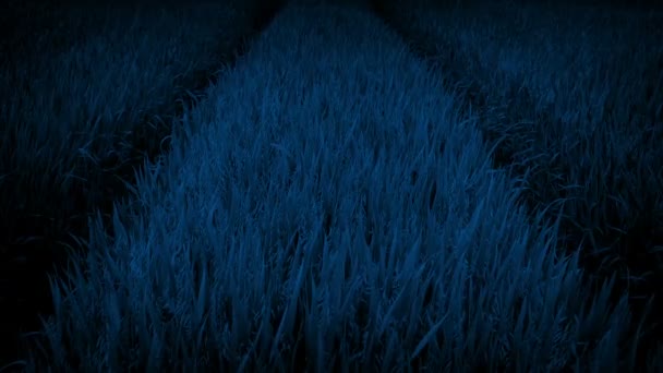 Середині Кукурудзяне Поле Вночі — стокове відео