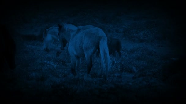 Grupo Cavalos Caminhando Chuva Noite — Vídeo de Stock