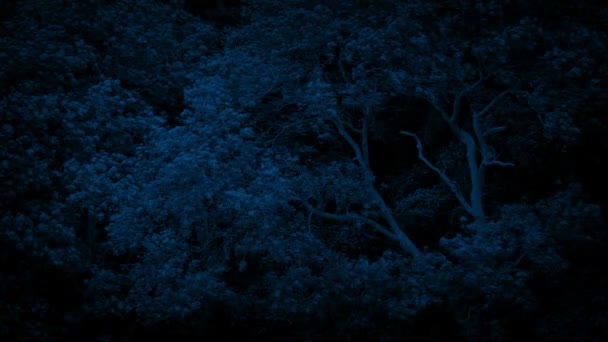 Большие Деревья Трясущиеся Ветру Ночью — стоковое видео