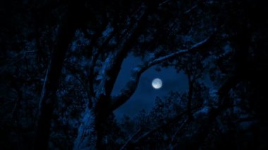 Gece gökyüzünde dolunay çerçeveleme ağaç