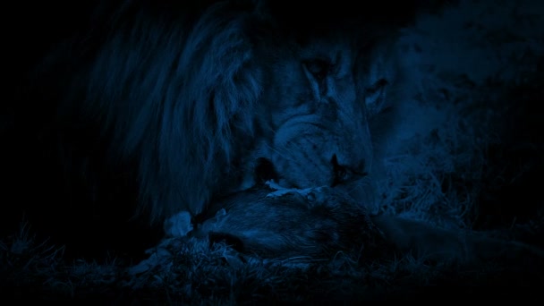暗闇の中で死んだ動物を食べるライオン — ストック動画