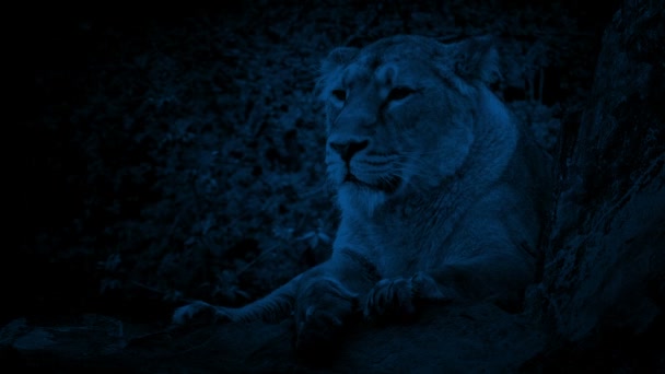 夜の岩の上の雌ライオン — ストック動画