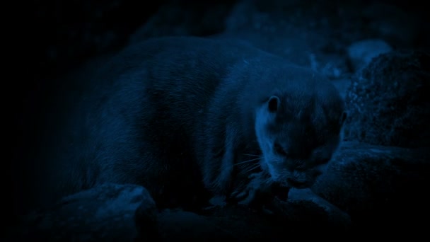 Otter Comiendo Por Río Por Noche — Vídeos de Stock