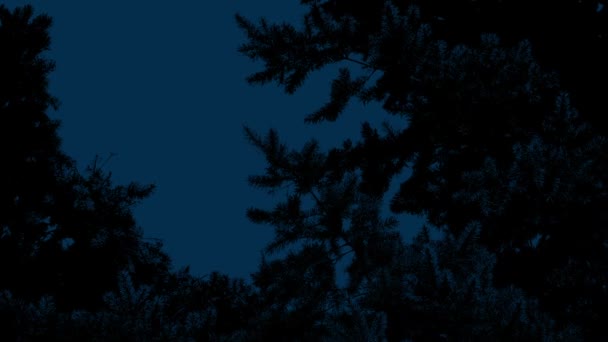 Pine Tree Breeze Night — стоковое видео