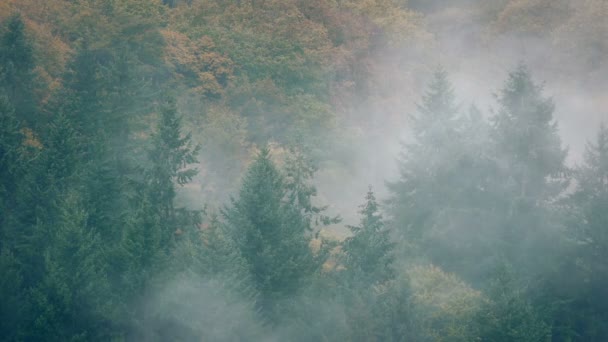 濃い霧の中で風光明媚な野生の森 — ストック動画