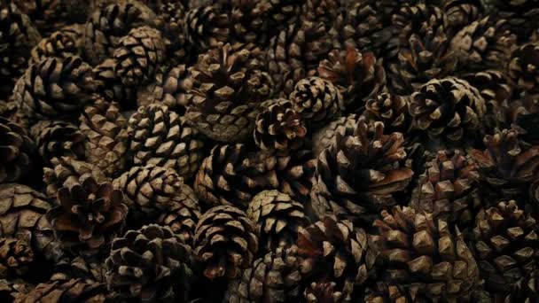 Pine Cones Moving Shot — Stock Video