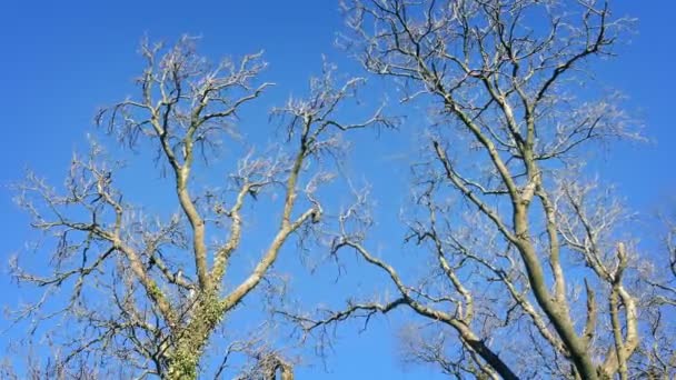 Bare Trees Sway Winter Breeze — Stock Video