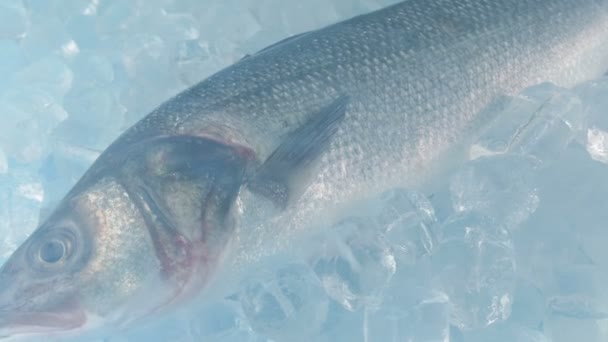 Ledové Pára Nad Ryb Pohybující Shot — Stock video