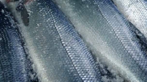 Bewegung Über Eis Verpackte Fische — Stockvideo