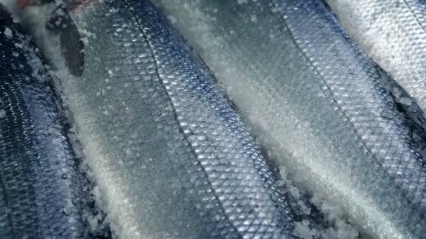 Déplacer Sur Les Poissons Emballés Dans Glace — Video