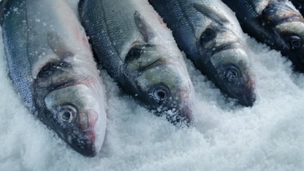 Movendo Peixes Passados Gelo — Vídeo de Stock