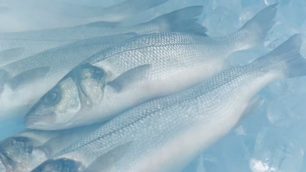 Vapor Sobre Peixes Tiro Movimento Gelo — Vídeo de Stock