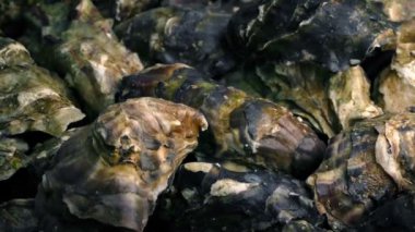 İstiridye kazık Closeup döndürme