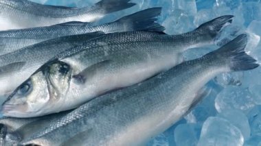 Atış hareketli buza taze balık yakalamak