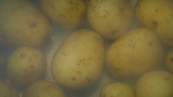 Aardappelen Koken Kokend Water — Stockvideo