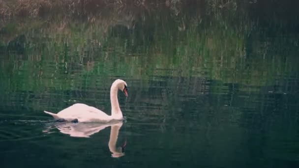 Swan Vissen Rond Rivier Bij Zonsondergang — Stockvideo