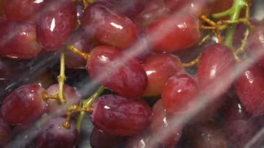 Sulu Üzümler Yıkandı