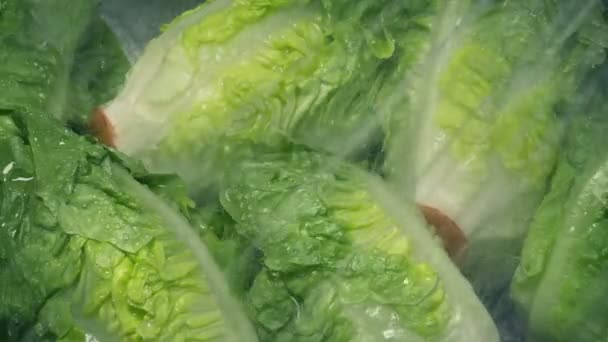 莴苣蔬菜洗净 — 图库视频影像