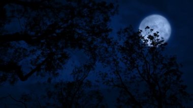 Ağacın tepesindeki Ay