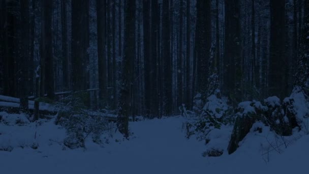 Caminho Nevado Através Floresta Escuridão — Vídeo de Stock