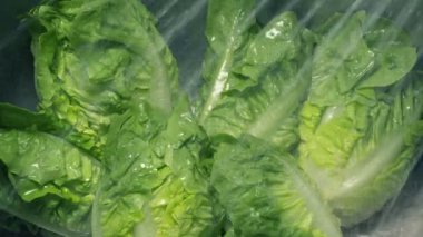 Marul Lavaboda Yıkanır