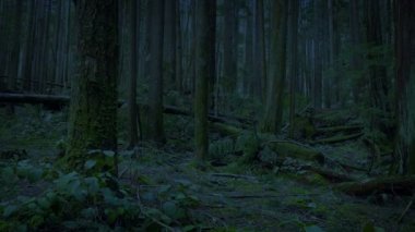 Akşamın ilerleyen saatlerinde Ormanın içinden