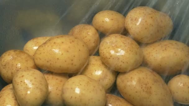 Potatis Blir Tvättad Diskbänk — Stockvideo