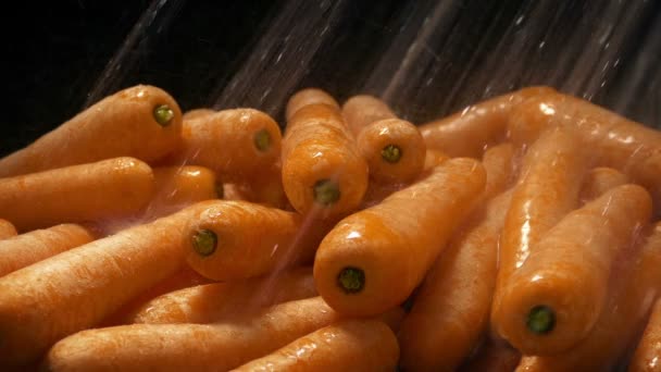 Les Carottes Sont Lavées Dans Jet Eau — Video