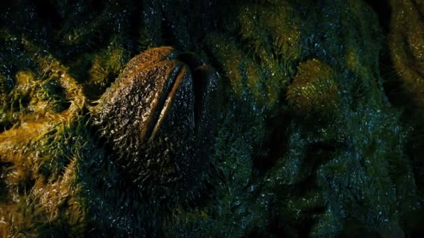 Alien Egg Pod Nel Nido Viscido — Video Stock