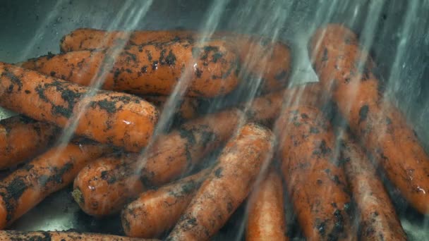 Грязная Морковь Смывается Раковине — стоковое видео