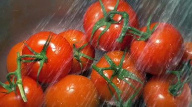 Sarmaşıktaki domatesler lavaboda yıkanır.