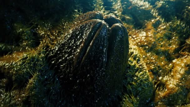 Περιστροφή Γύρω Από Slimy Alien Αυγό — Αρχείο Βίντεο