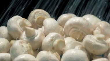 Mantarlar su püskürtüsüyle yıkanır