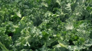 Yıkama Kalesi Sebze Hazırlama Kapanışı