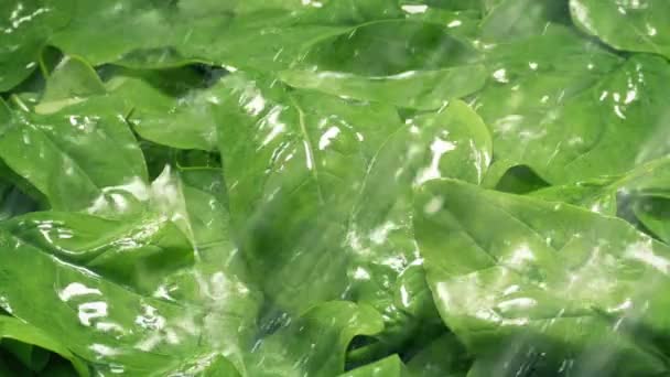 Spinat Gemüse Wird Großaufnahme Gewaschen — Stockvideo