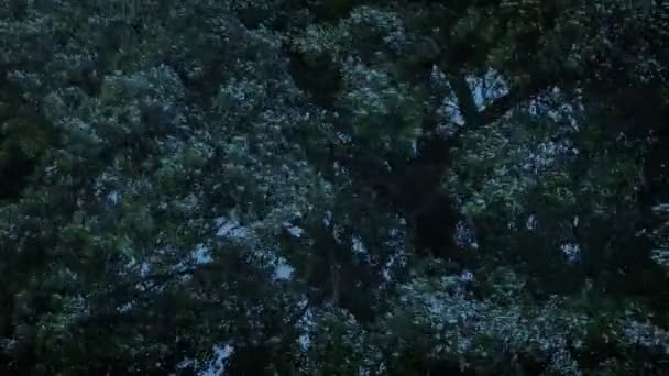 Stora Träd Thrashing Stormig Kväll — Stockvideo