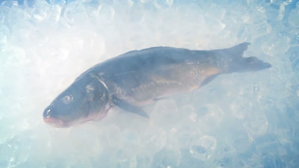 鯉魚チリ蒸気中の氷の上に新鮮なキャッチ — ストック動画