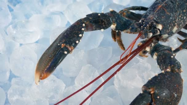 Penembak Lobster Makanan Laut Mentah — Stok Video
